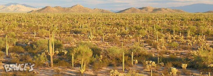 Expansive desert landscape with tall saguaro cacti and distant mountains under warm evening light.